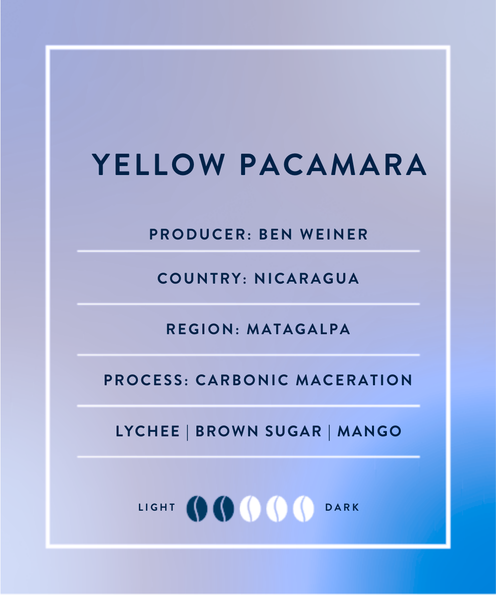 Ben Weiner - Yellow Pacamara Carbonic Maceration